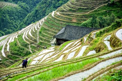 Scenic view of rice paddy