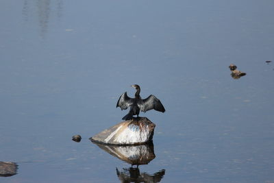 High angle view of gray heron perching on lake against sky