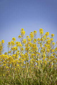 Yellow flowering plants on field against clear sky