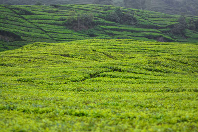 Scenic view of agricultural field