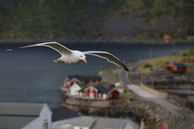 Seagull flying against lake