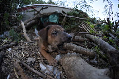 Dog looking away in forest