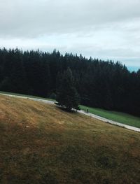 Trees on landscape against sky