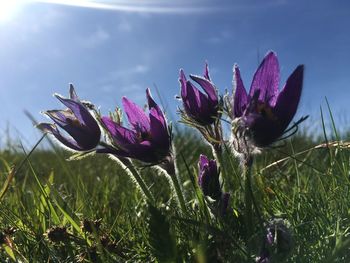 Close-up of purple crocus flowers on field