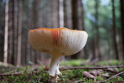 mushroom