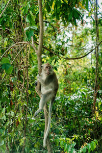 Monkey sitting on tree