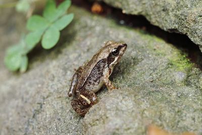 Close-up of lizard on rock