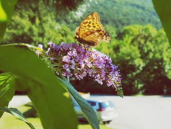 Close-up of butterfly on flower