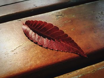 High angle view of lizard on autumn leaf