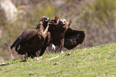 Birds on field