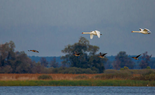 Seagulls flying over lake