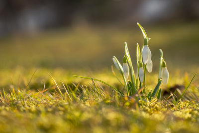 Close-up of plants on field