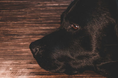 Close-up of a dog looking away