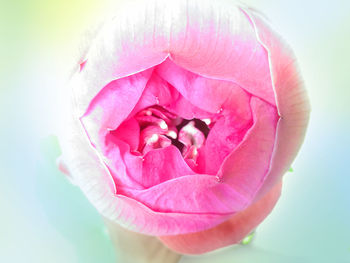 Close-up of pink rose against white background