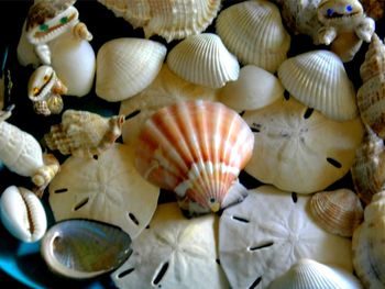 Close-up of seashells
