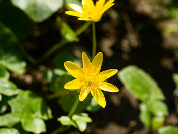 Close-up of yellow flowering plant