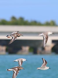 Seagulls flying over water