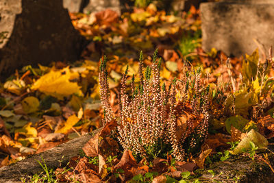 Heather flowers in autumn among fallen leaves