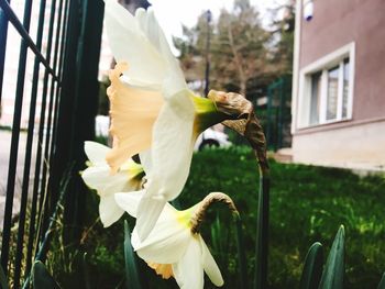 Close-up of white flower on plant