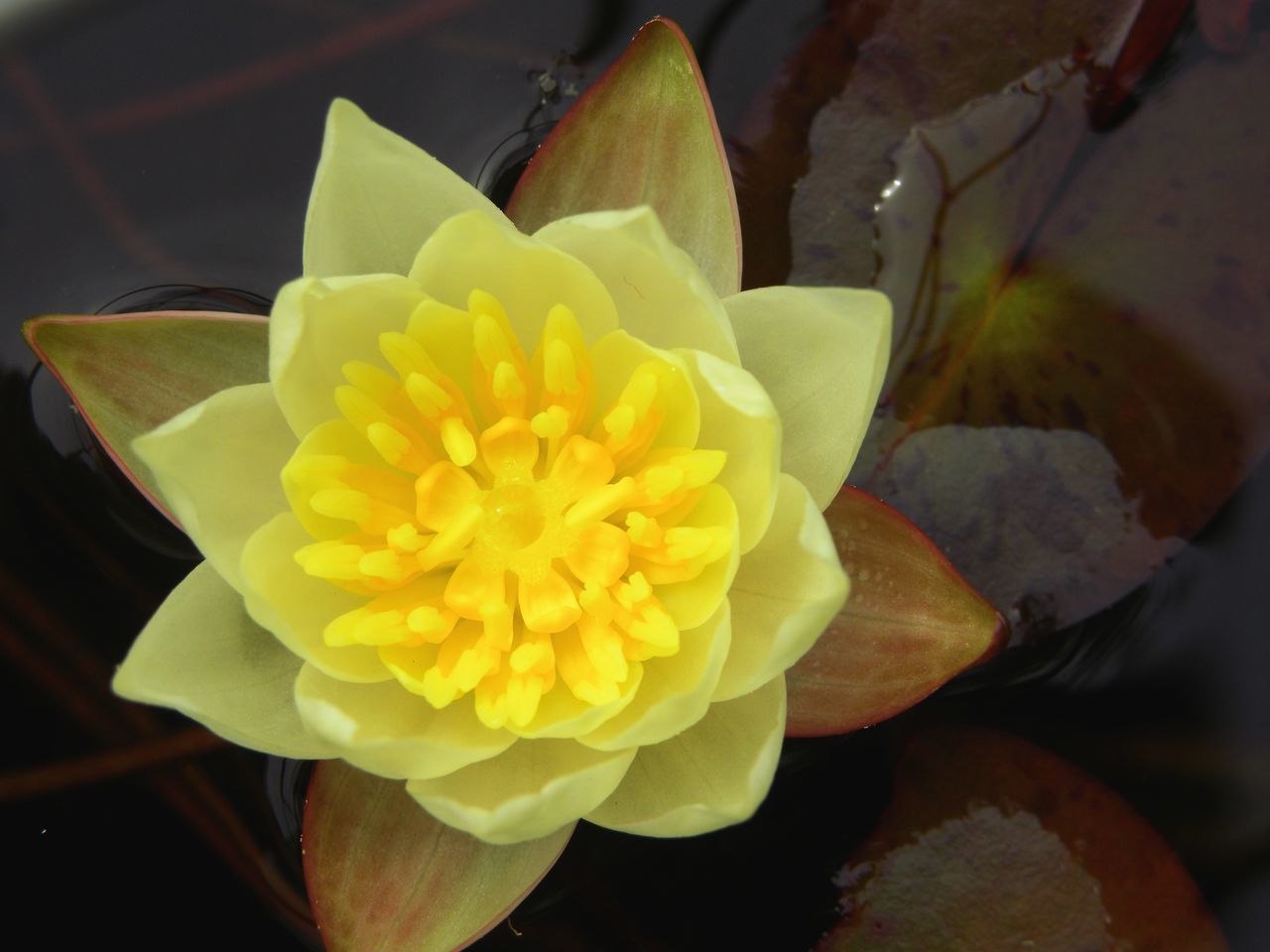 CLOSE-UP OF YELLOW FLOWER IN BLOOM