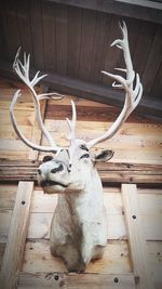 Close-up of lizard on hardwood floor