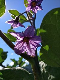 Close-up of fresh pink flower blooming in tree