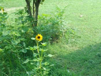 High angle view of yellow flower on field