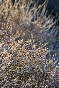 Close-up of dry twig during winter