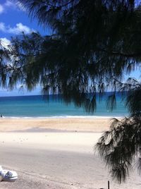 Trees on beach against sky