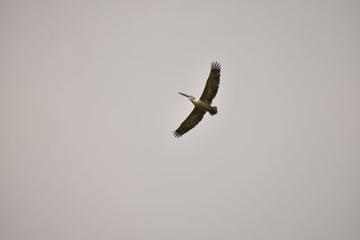 Low angle view of bird flying in the sky