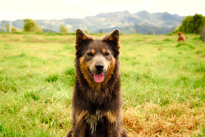 Portrait of dog on field