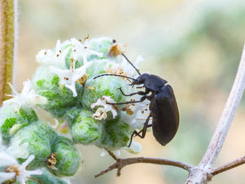 Close-up of insect on plant