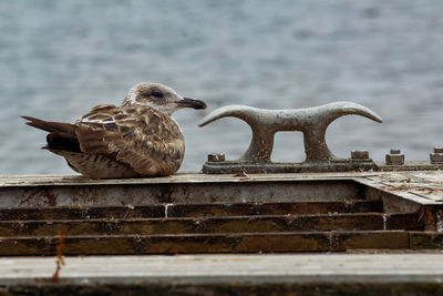 Seagull perching on railing against sea