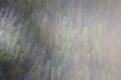 Scenic view of forest against sky