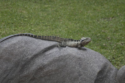 High angle view of a lizard on grassland