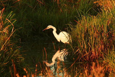 Gray heron perching on grass by lake