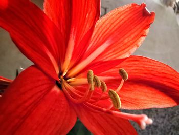 Close-up of red flower