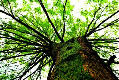 Low angle view of tree