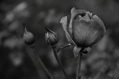 Close-up of flowering plant