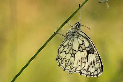 Butterfly on blade of grass