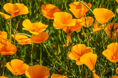Close-up of yellow flowering plants on field