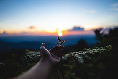 Close-up of hand holding plant against sky during sunset