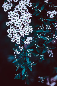 Close-up of white flowering plant