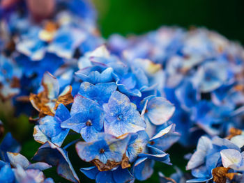 Close-up of purple hydrangea flowers