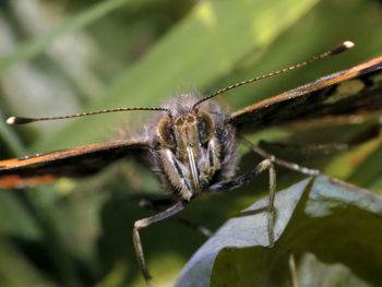 Close-up of insect on leaf