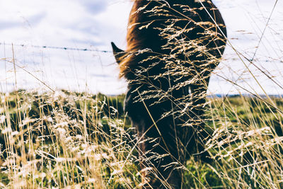 Close-up of horse on field against sky