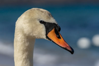 Close-up of swan