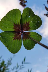 Close-up of green leaves on plant