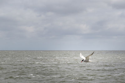 Seagull flying over sea against sky