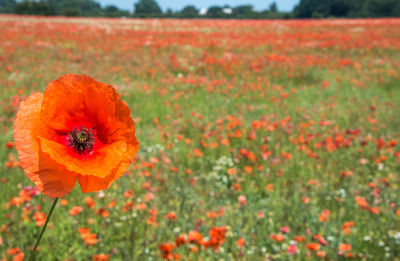 Close-up of orange poppy flower on field